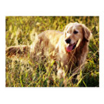 Golden Retriever Dog Post Cards
