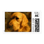 Golden Retriever Dog Postage Stamp