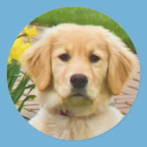 Golden Retriever Dog,  Yellow Daffodils Sticker