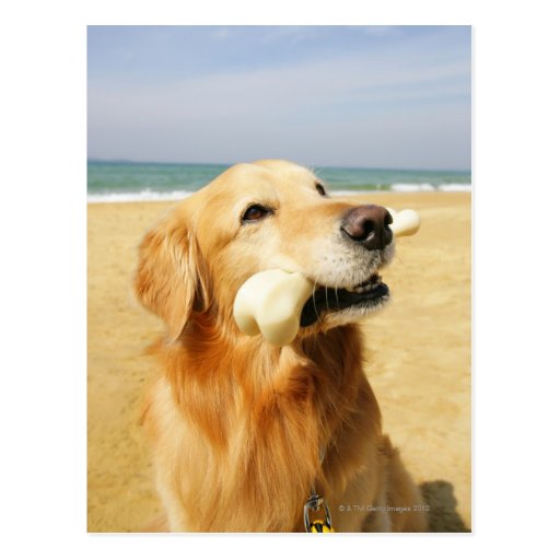 Golden Retriever eating bone Post Card
