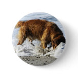Golden Retriever EVERYBODY STOP! I Lost My Contact Pin