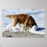 Golden Retriever EVERYBODY STOP! I Lost My Contact Print