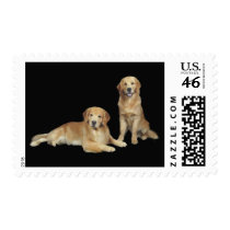 Golden Retriever Father and Son Postage Stamp by normagolden Golden Retriever Father and Son Postage Stamp