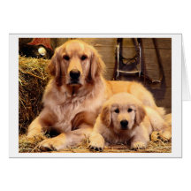 Golden Retriever Father's Day Card