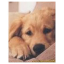 golden retriever flyers