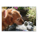 Golden Retriever Goldie 12 card