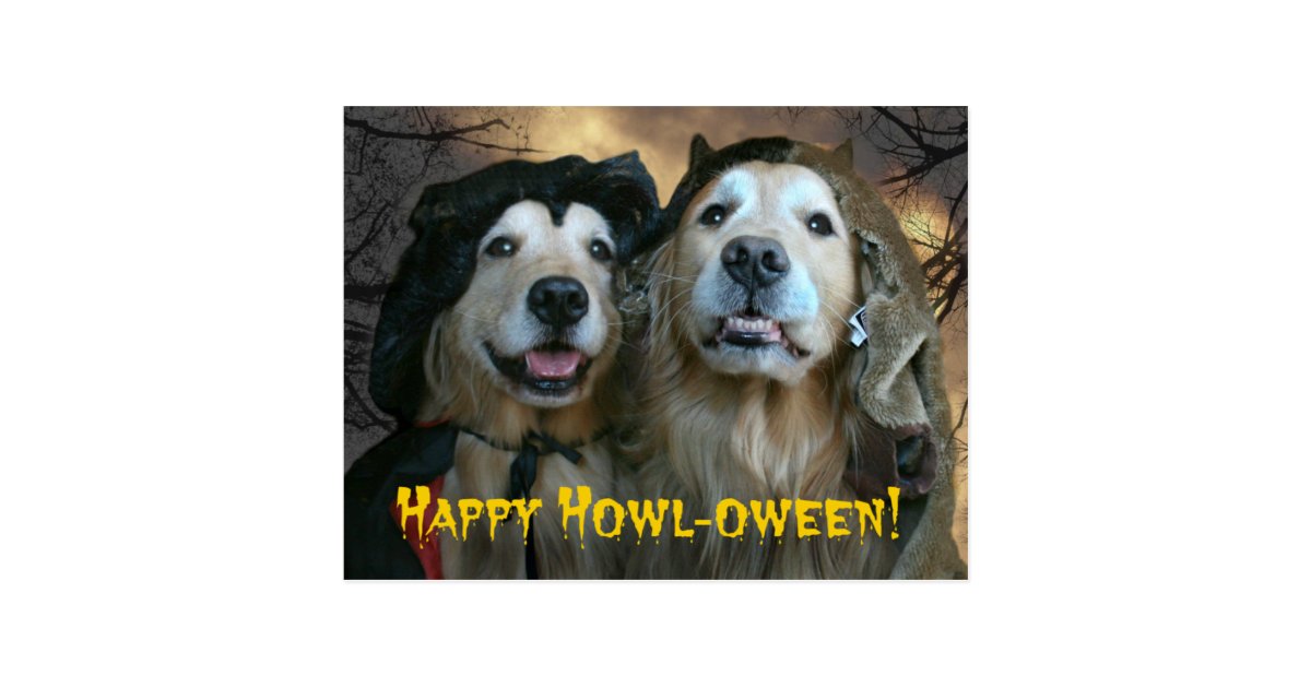 howling golden retriever golden retriever happy howl oween postcard zazzle howling golden retriever golden retriever happy howl oween postcard zazzle