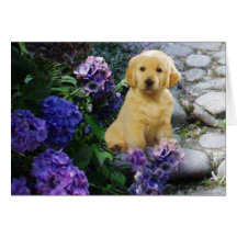 Golden Retriever Hydrangea Card
