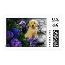 Golden Retriever Hydrangea Postage postage by normagolden Golden Retriever Hydrangea Postage postage