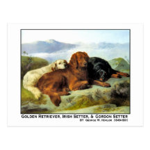 Golden Retriever, Irish Setter & Gordon Setter Post Cards