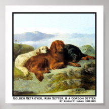 Golden Retriever, Irish Setter & Gordon Setter Poster