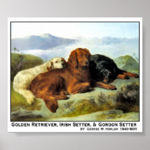 Golden Retriever, Irish Setter & Gordon Setter Posters