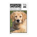 Golden Retriever-K-9, Puppy Stamp