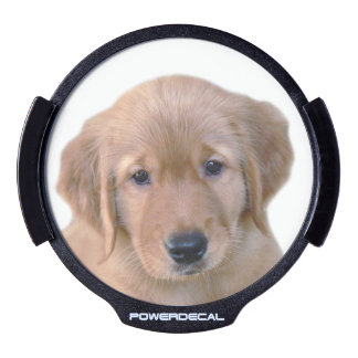 golden retriever car decals golden retriever led window decals car window stickers zazzle golden retriever car decals golden retriever led window decals car window stickers zazzle