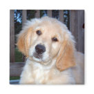 square_magnet - Golden Retriever Puppy Magnet