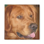 Golden Retriever Magnet