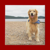 Golden Retriever Magnet