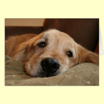 Golden Retriever Miss You Greeting Card cards