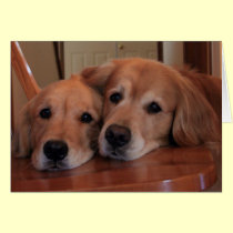 Golden Retriever Miss You Greeting Card #2 cards