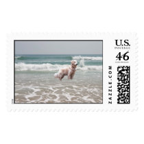 Golden Retriever Ocean View Postage