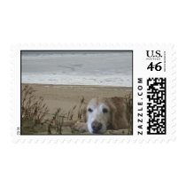 Golden Retriever On The Beach Postage postage by normagolden Golden Retriever On The Beach Postage postage