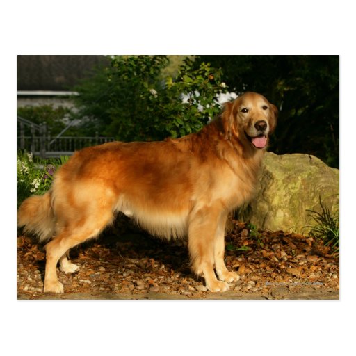 golden retriever panting golden retriever panting postcard zazzle golden retriever panting golden retriever panting postcard zazzle
