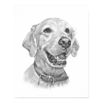 Golden Retriever Pet Portrait Drawing posters