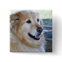 Golden Retriever Photo buttons by ironydesignphotos Golden Retriever Photo buttons