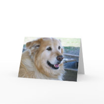 Golden Retriever Photo Greeting Cards