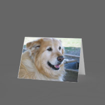 Golden Retriever Photo