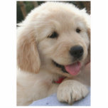 Golden Retriever. Photo Sculptures