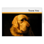 Golden Retriever Portrait Note Card