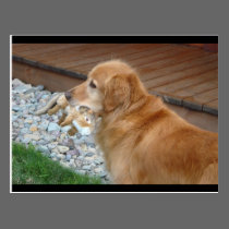 Golden Retriever postcards