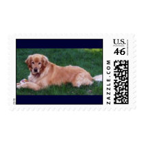 Golden Retriever postage