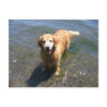 Golden Retriever Postcard