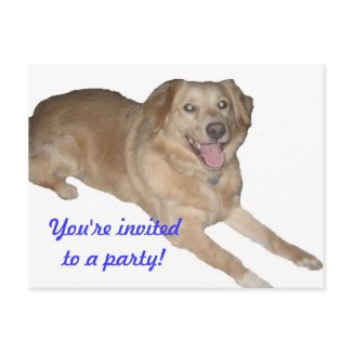 Golden Retriever postcard