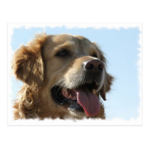 Golden Retriever Postcard
