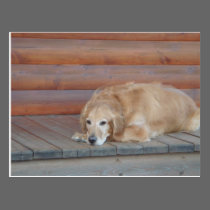 Golden Retriever postcards