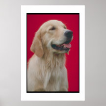 Golden Retriever Poster