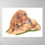 Golden Retriever Poster