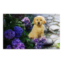 Golden Retriever Poster Hydrangea posters by normagolden Golden Retriever Poster Hydrangea posters