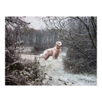 Golden Retriever Poster In Snow posters