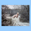Golden Retriever Poster In Snow posters
