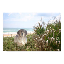 Golden Retriever Poster Purfect Puppy posters