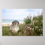 Golden Retriever Poster Purfect Puppy