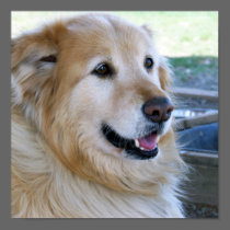 Golden Retriever Posters