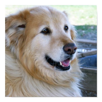 Golden Retriever Posters by ironydesignphotos