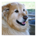 Golden Retriever Posters posters by ironydesignphotos Golden Retriever Posters posters