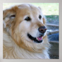 Golden Retriever Posters posters