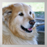 Golden Retriever Posters posters